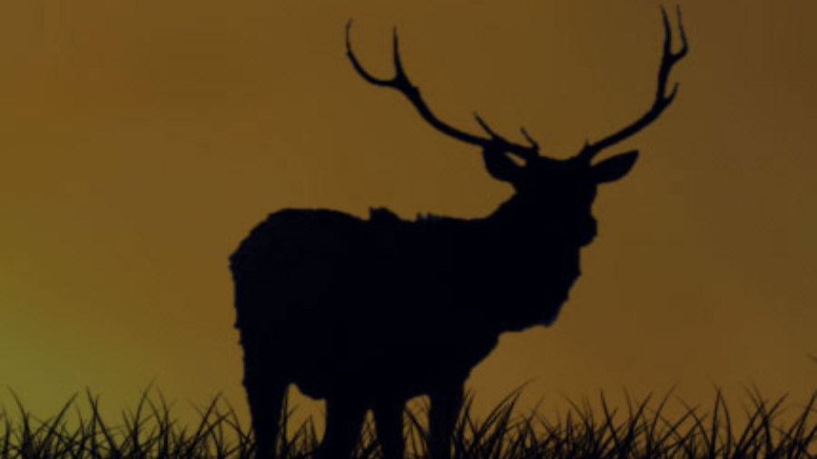 RUDZIE pastoreo de renos cría de renos cría de ciervos gamos terneros 01