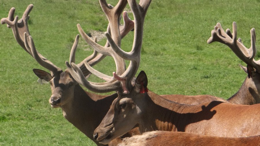 RUDZIE pastoreo de renos cría de renos cría de ciervos gamos terneros 04