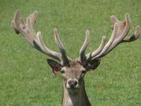 RUDZIE pastoreo de renos cría de renos cría de ciervos gamos terneros